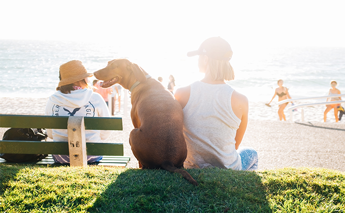 Best friend, furry friend: the changing dynamics of pets and people
